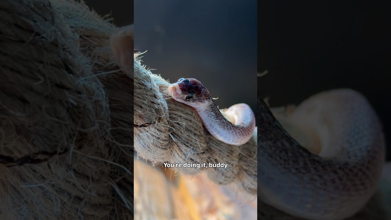 Когда ваша змея использует обогащенную среду