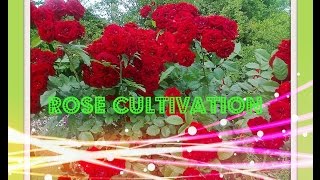 How to Cultivate(agriculture) Purple Roses  in Nursery-Type of Rose bushes Method in india