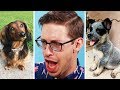 Keith Reviews 101 Puppies