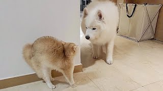 A large dog's reaction to seeing a kitten for the first time