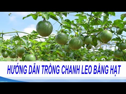 Video: Trồng Cây Cổ Thụ (23 ảnh): Trồng Và Chăm Sóc Hoa Lâu Năm, Hàng Năm. Làm Thế Nào để Gieo Hạt ở Nhà? Làm Thế Nào để Chăm Sóc Một Cây Trong Vườn Sau Khi Ra Hoa?