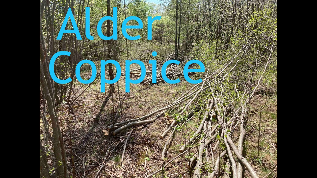 Speckled Alder Coppice