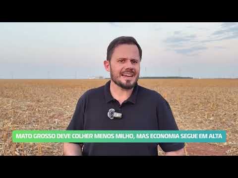 Mato Grosso já tem primeira estimativa para a safra de milho 25/26