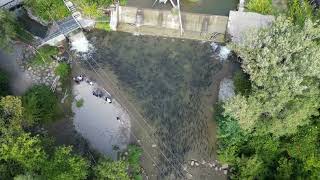 Salmon Run 2025 (Fish Ladder) - Bowmanville, Ontario, Canada