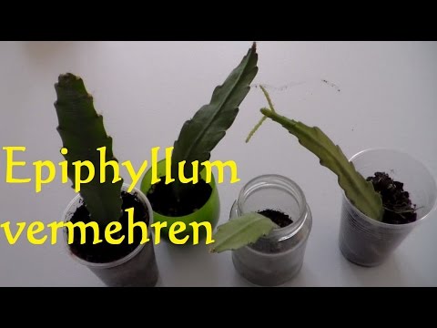 Video: Vermehrung epiphytischer Pflanzen: Wie man epiphytische Pflanzen vermehrt