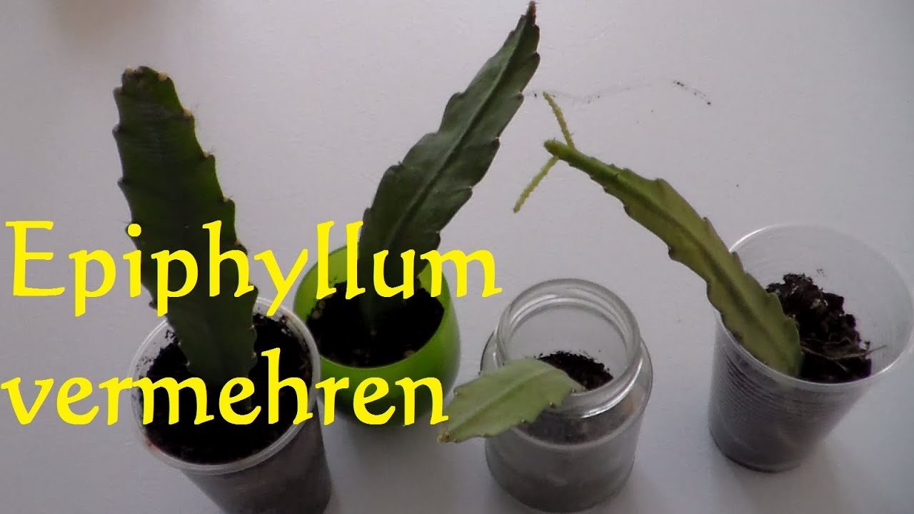 kirschlorbeer stamm Kirschlorbeer als Spalierbaum 'Novita' main image 0