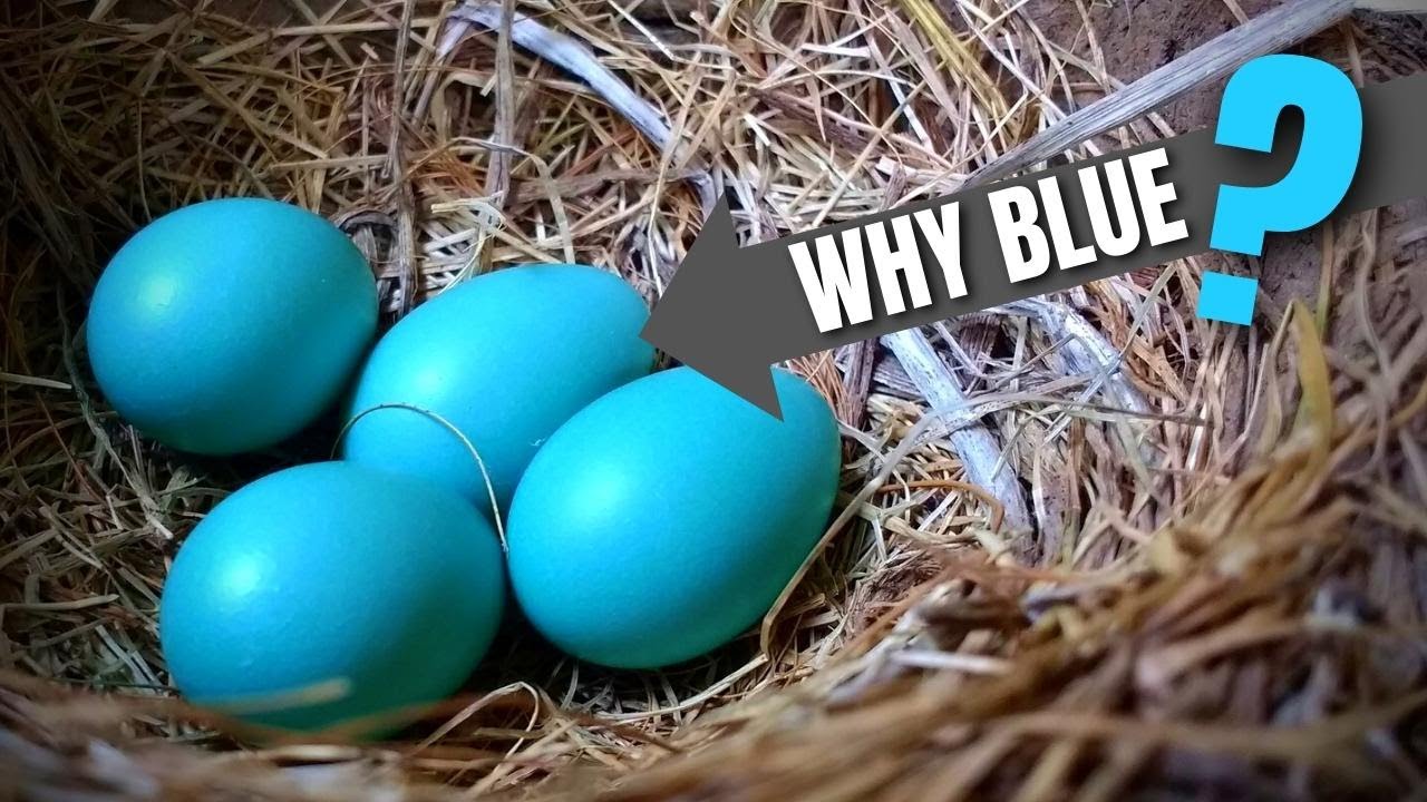 2 Reasons Why Robin Eggs Are Blue American Robin Youtube