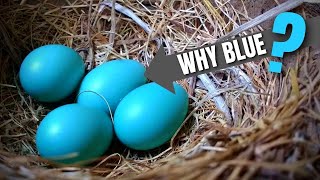 Pourquoi les œufs du merle d'Amérique sont bleus ?