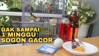 Racikan Nektar Doping Burung SOGON Bahan Agar Cepat GACOR Dan SEHAT