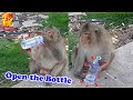 Clever monkey opened the bottle to drink water by himself