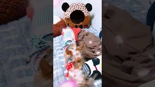 요크셔 테리어#반려동물#반려견#yorkie