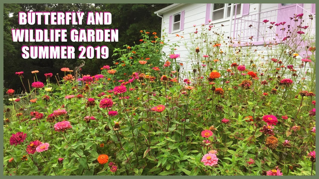 Peaceful Butterfly and Bee Garden in East Tennessee Pollinator