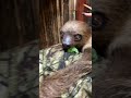 Proof Sloths Are Dangerous