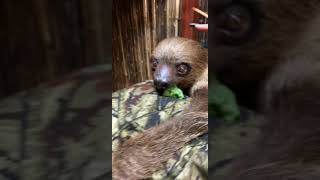 Proof sloths are dangerous