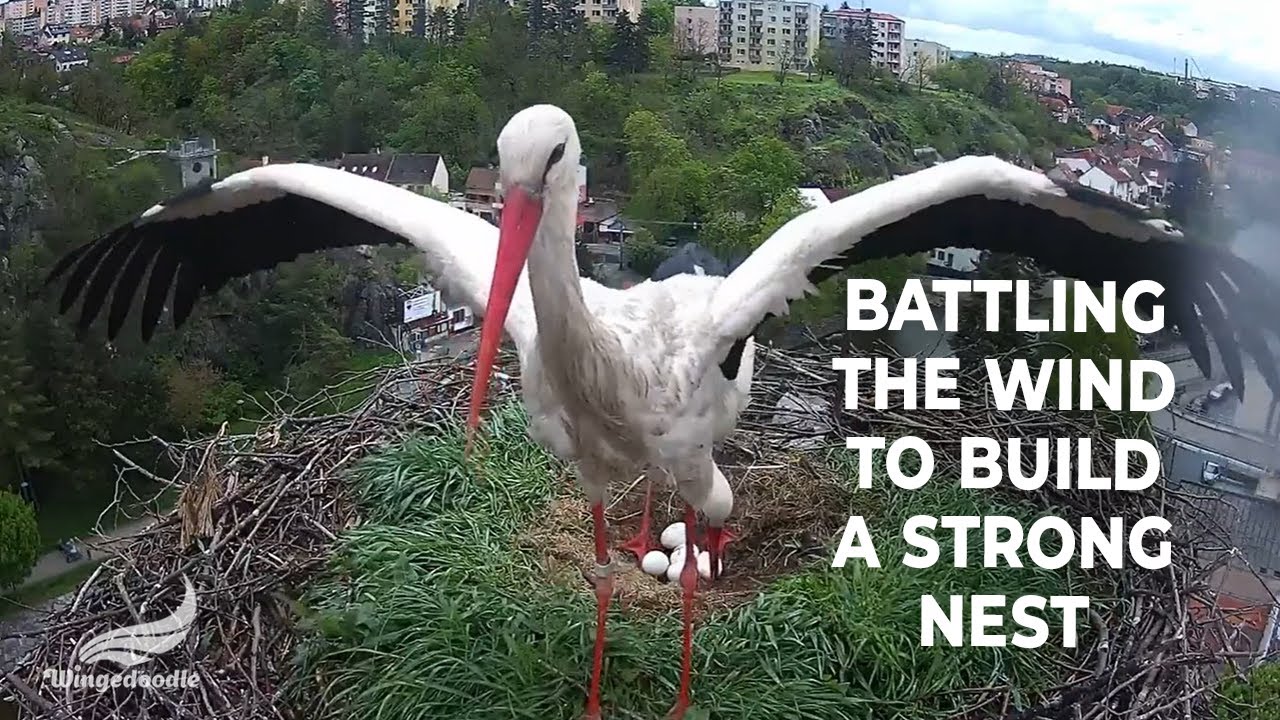 Brave Stork: Battling the Wind to Build a Strong Nest