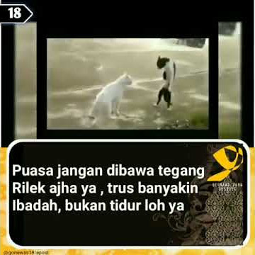 WA Story _ Kumpulan Status WA Whatsapp lucu Ngakak Part 2 [Kucing Ngeselin]