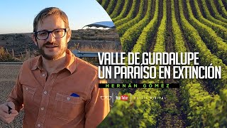 La EXTINCIÓN de Valle de Guadalupe ¿El Nuevo Tulum? | Hernán Gómez