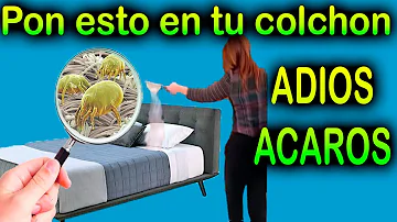 ¿Cuánto tiempo pueden vivir los ácaros en la ropa de cama?