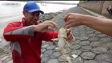 ĐIỂM CÂU CÁ ÚT TO KHỦNG SÔNG LÒNG TÀU CẦN GIỜ, BÃI CÂU LÝ TƯỞNG