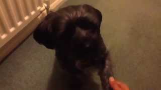 Cute Jack-shit dog shakes hand.  Jackshit & Shih Tzu cross pet dogs rule!