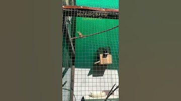 Indahnya Mini Aviary di Pagi Hari #shorts #short mirip dehakims aviary