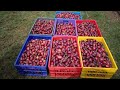 Harvesting And Grading Our Tree Tomatoes At Our Tumaini Orchard Harvesting And Grading Our Tree Tomatoes At Our Tumaini Orchard