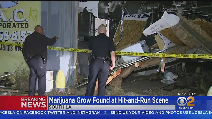 Officers Investigating Crash Into Building Find Marijuana Grow Operation