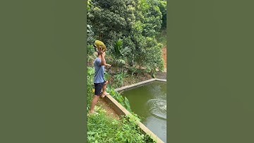 Cho cá ăn mít, câu cá bằng mít, mùa mít chín tụt nõ 🤪