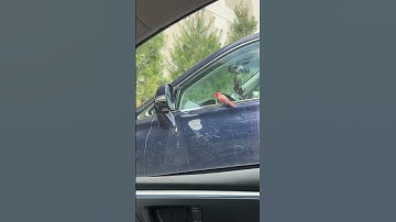 Cardinal Bird Attacks Its Reflection in Mirror