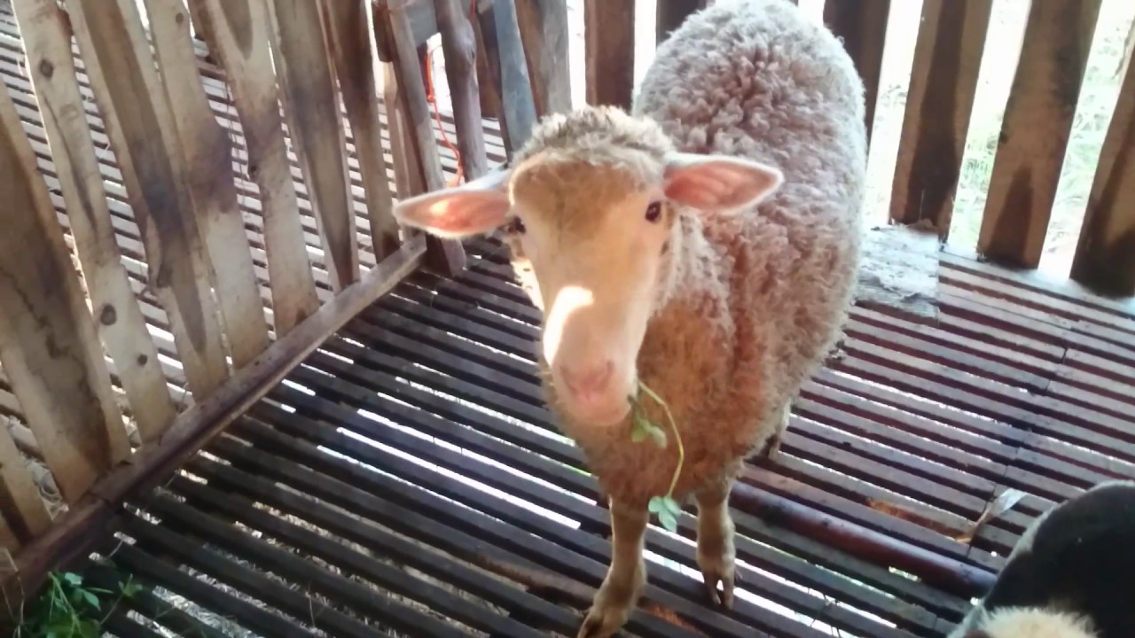 Peternak kambing super merino asli 