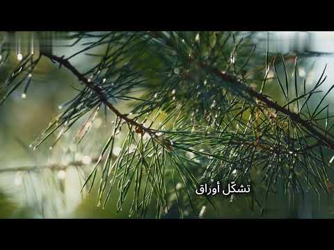 تكيف اشجار الصنوبر وتكيفه فى الظروف القاسية