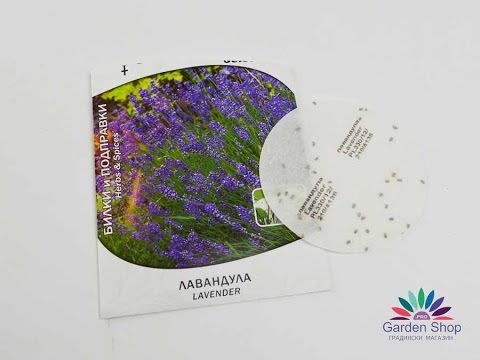 Семена на лавандула в саксия чрез специален диск уникално за България -  YouTube