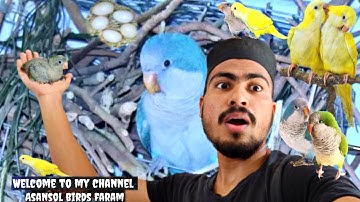 monk parakeet breeding progress and breeding tips#monk birds#like#comment#subscribe #Asansol bird