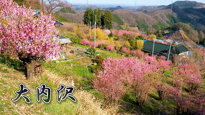 SAITAMA【Peach blossoms】Peach tree blossoms of Ouchizawa. #4K - DayDayNews