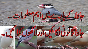 Java finch Information and care tips