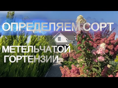 КАК ОПРЕДЕЛИТЬ СОРТ ГОРТЕНЗИИ | Узнать сорт гортензии по цветам
