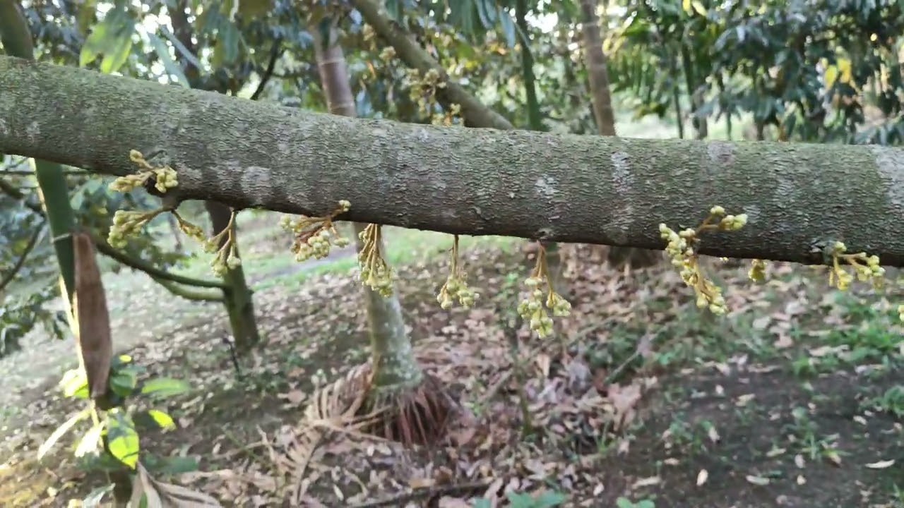 Vườn sầu riêng ra bông quá đẹp luon