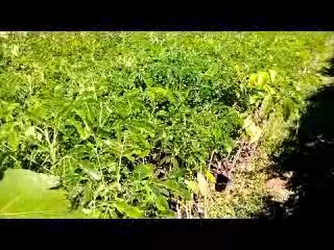 Jual Bibit Pohon Trembesi di Bandung Hub.08121605732 Jawa Barat YouTube Jual Bibit Pohon Trembesi di Bandung Hub.08121605732 Jawa Barat YouTube