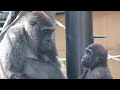 ママに甘える順番待ち？母に毛繕いする兄を横目に待つ子ゴリラ⭐️Gorilla【京都市動物園】Genki lovingly stared at her two sons, who visited.