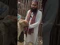 Bakra 28 hazar |#bakra |#bakraeid |#bakramandi |#lahore |#bakrarates |#rate |#shahpurkanjramandi