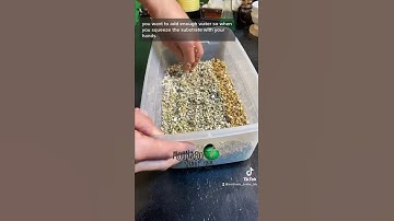 🐍 Setting up eggs for incubation. 🧪 #snakes #ballpython #royalpython #eggs #shorts #snakebreeder