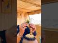 This hairstyle is perfect  #reels #memes #reaction #viral