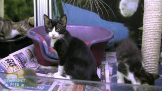 Purebred Manx kitten