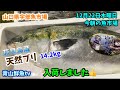 【天然ブリ入荷】【大時化】【ワタリガニ