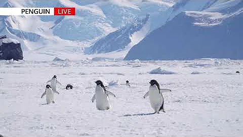 [UHD] 남극 펭귄 Adélie penguins on the sea ice, Antarctica