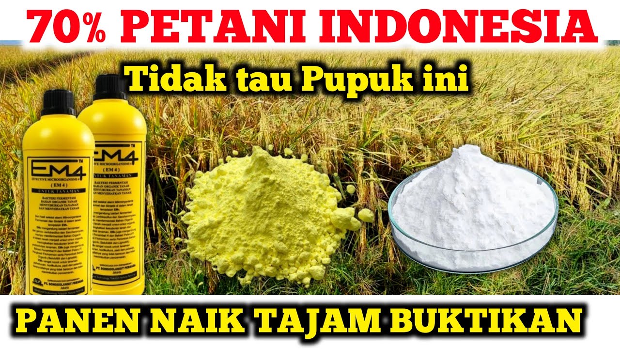 При сочетании этих трёх ингредиентов получается 12 тонн с гектара. Как получить богатый урожай риса.