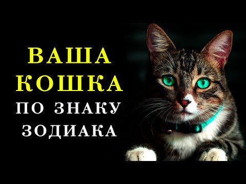 Какая порода кошек подходит каждому знаку зодиака