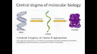 Unit 5 - Protein Synthesis Video