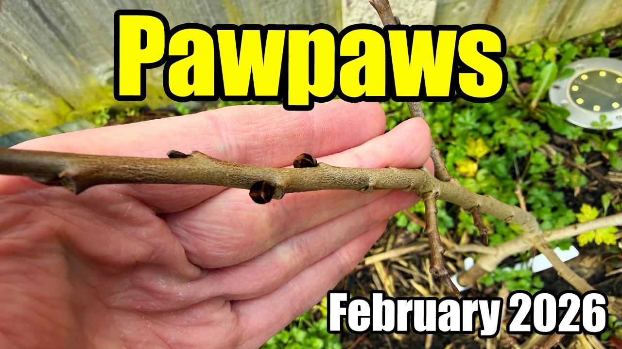 In-Ground Pawpaw Trees (Asimina Triloba) Late Winter Update (NC-1 & Overleese) - February 2026