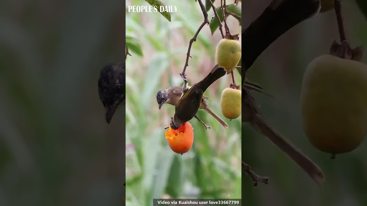 Two light-vented bulbuls are on a picnic, enjoying every bite of ripe and delicious persimmons!